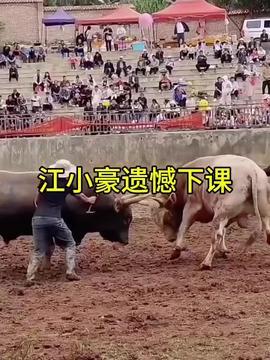 牛牛国产视频,探寻本土影视的魅力与风采